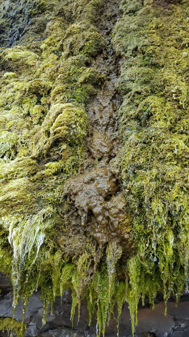 Nature, Moss, Wood, Rock, No Person