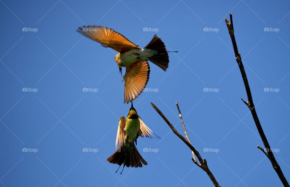 Rainbow bee eater having a fight