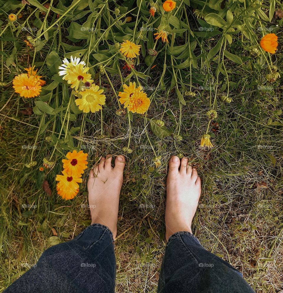 The house plant is grown in a flower bed