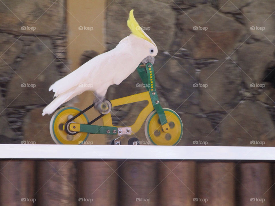 bicycle white bike animal by daiwi