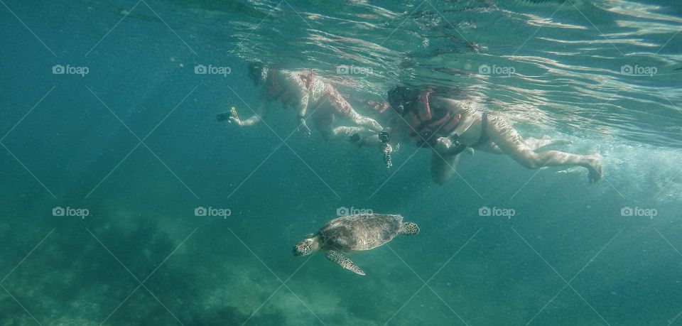 nadando haciendo snorkel entre tortugas marinas