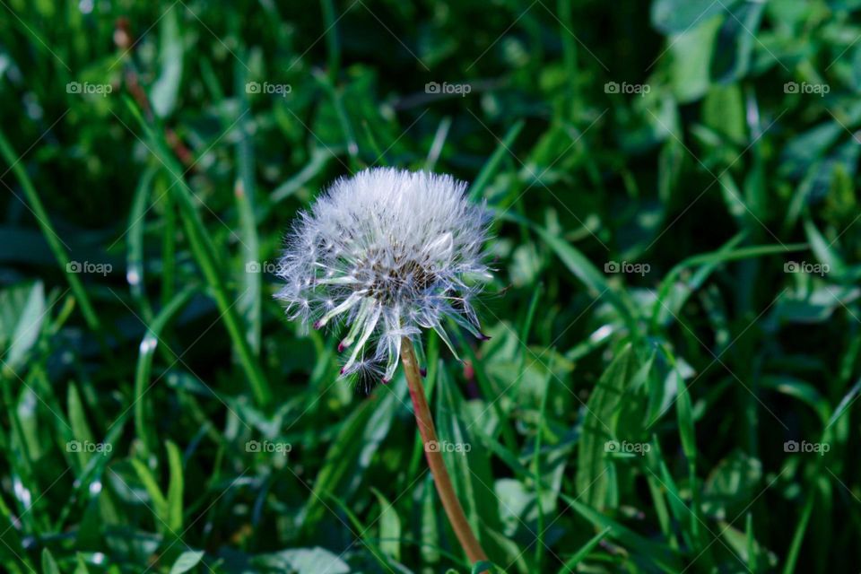 Dandelion