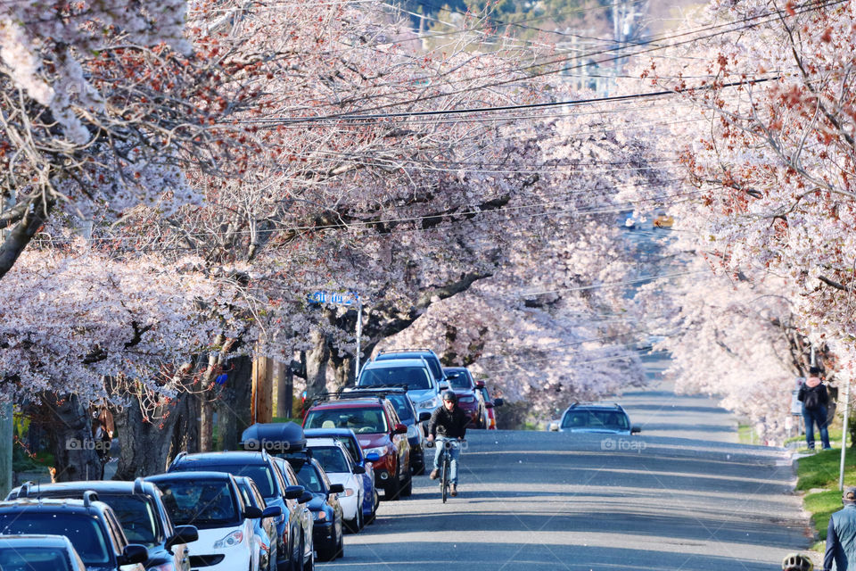 Cherry trees blossoming on the street with parked cars 