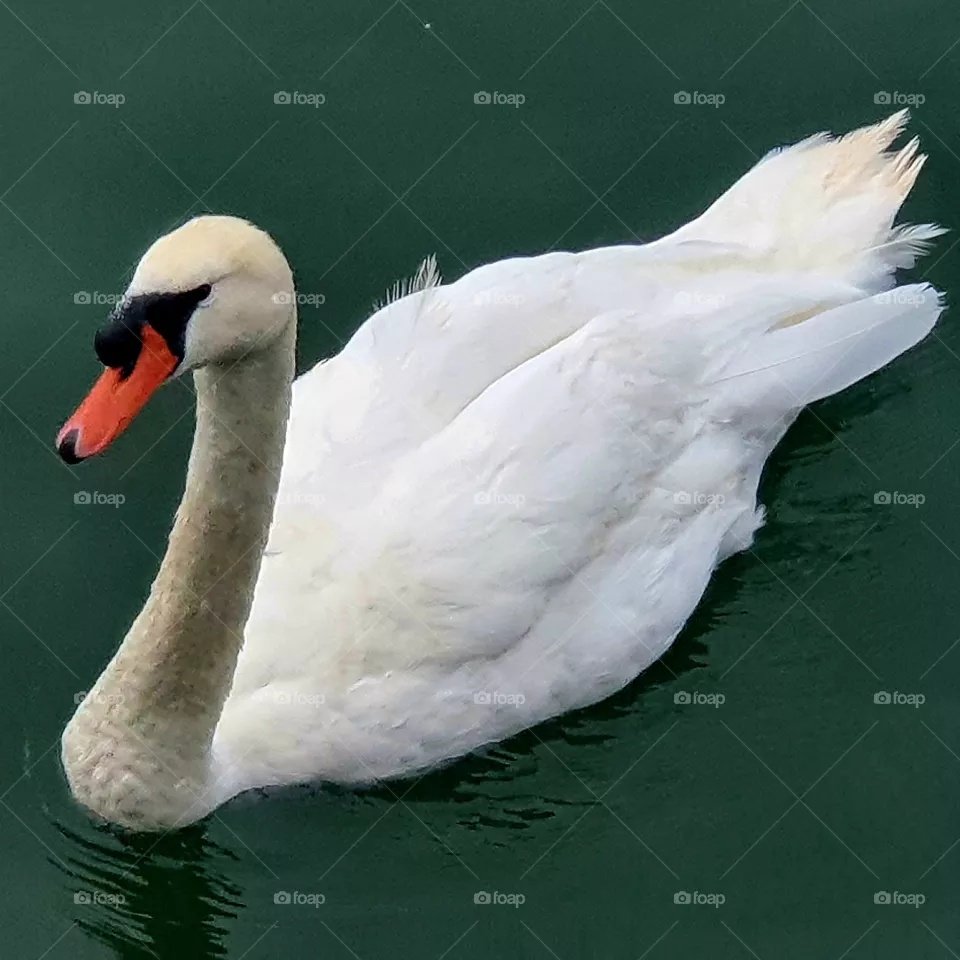 A beautiful white swan in the water.