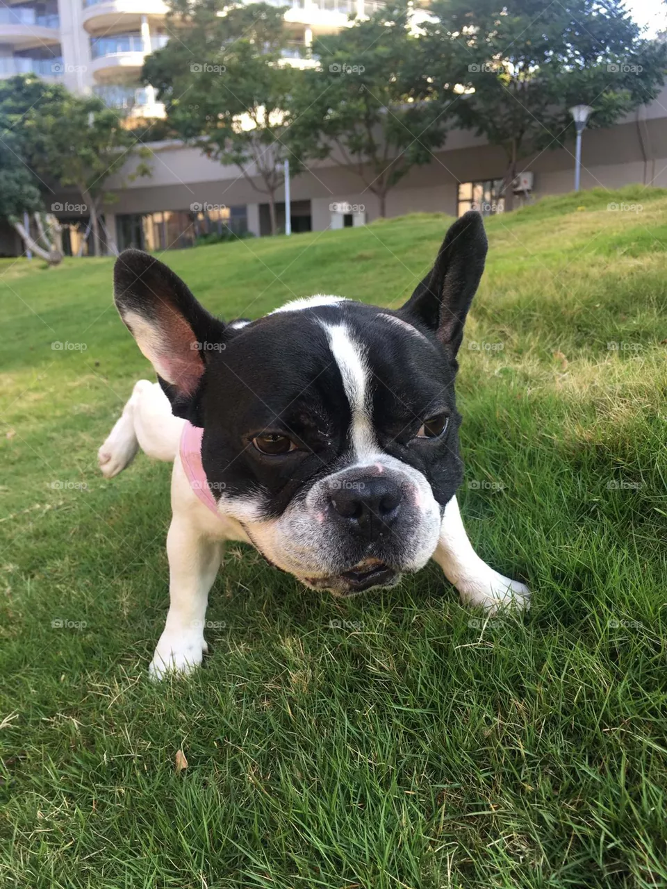 Cutie Dog