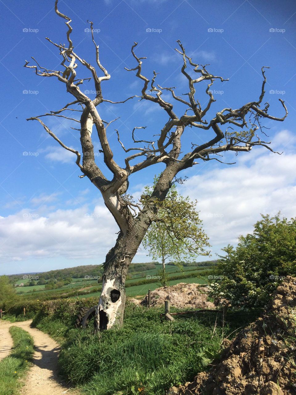 Bare tree