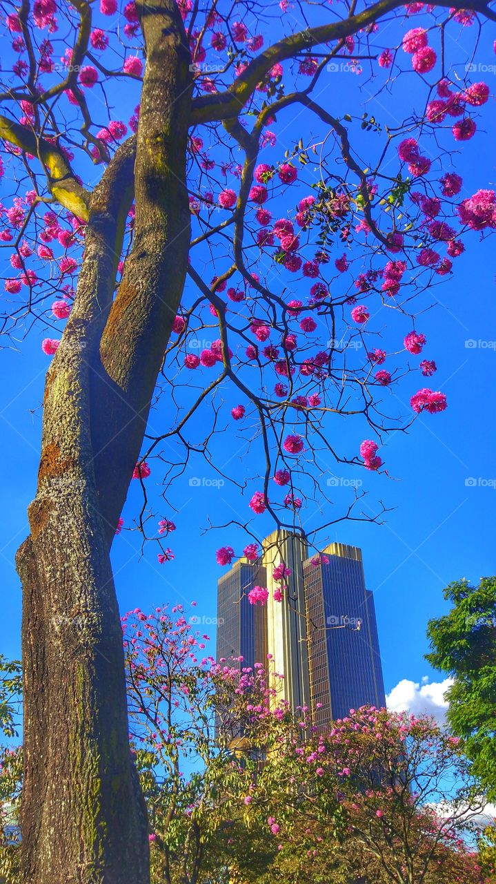ipê rosa árvore tree pink Brasilia DF Brazil