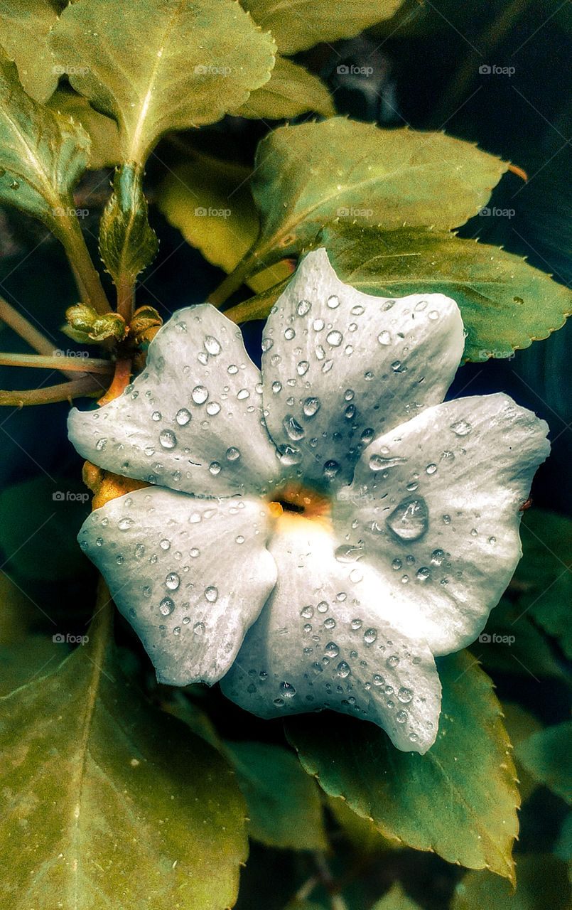 beautiful white flower with rain drops