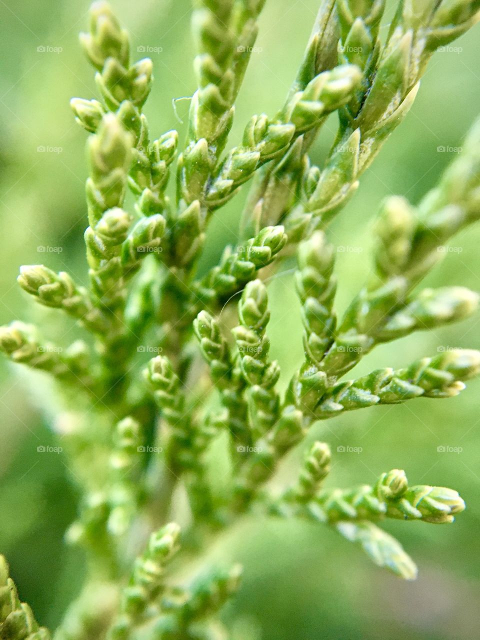white cedar, branch in macro