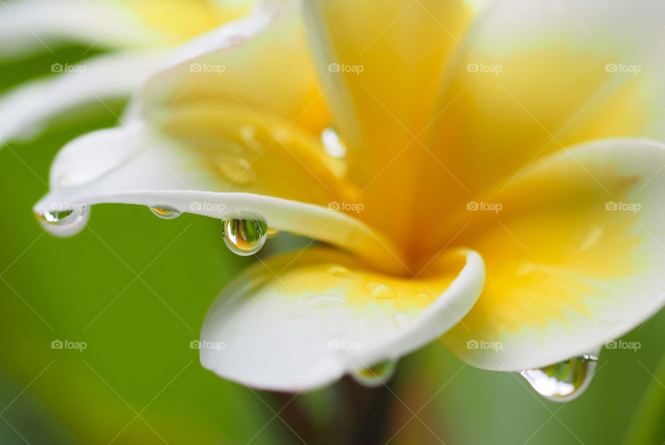 Raindrops on yellow flower
