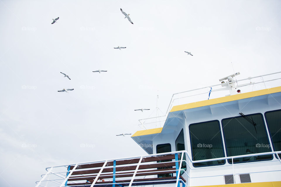 seagulls flying. seagulls flying over the ferry boat