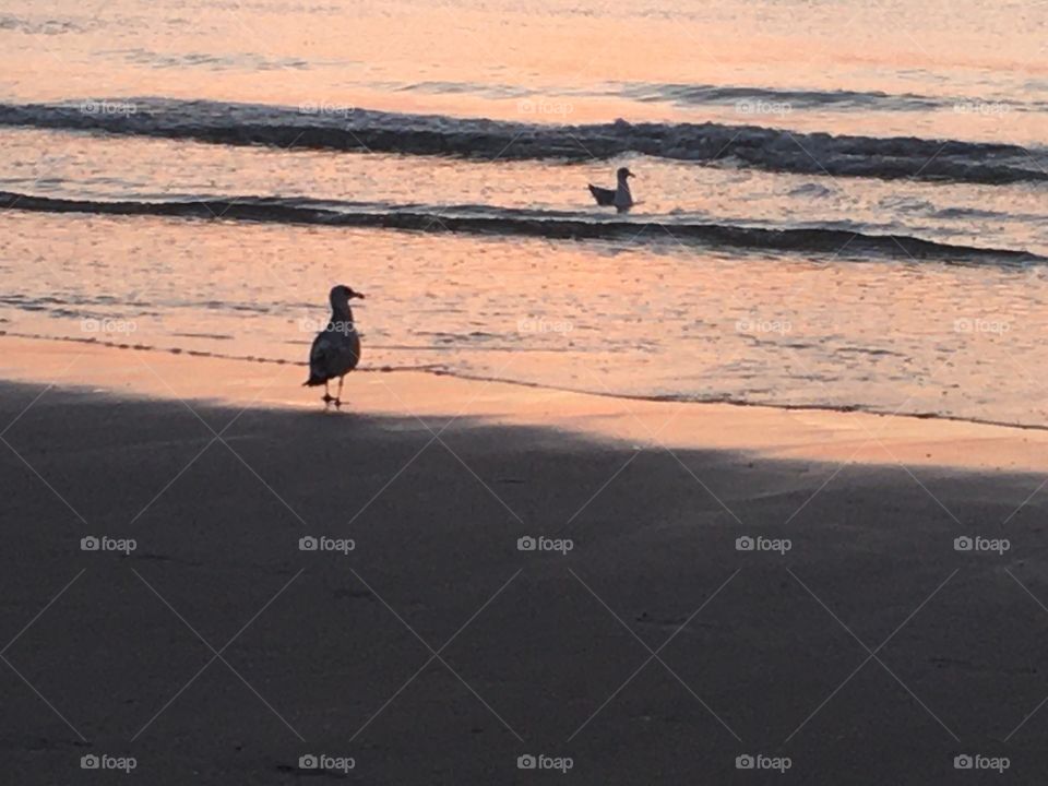 Birds along the sea thé Netherlands 