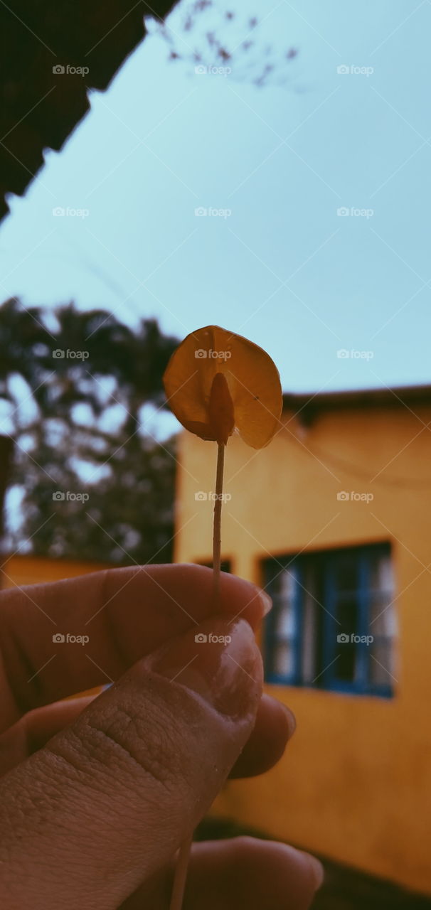 Yellow flower with a yellow house garden