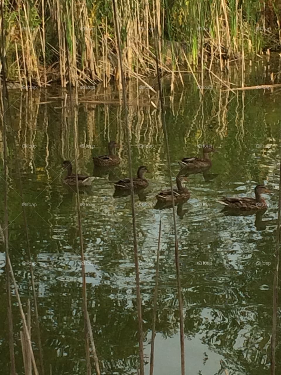 Ducks