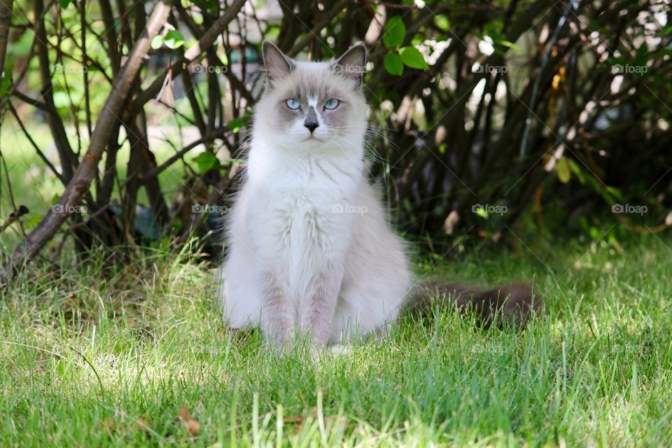 Ragdoll cat sitting on grass under tree facing camera 