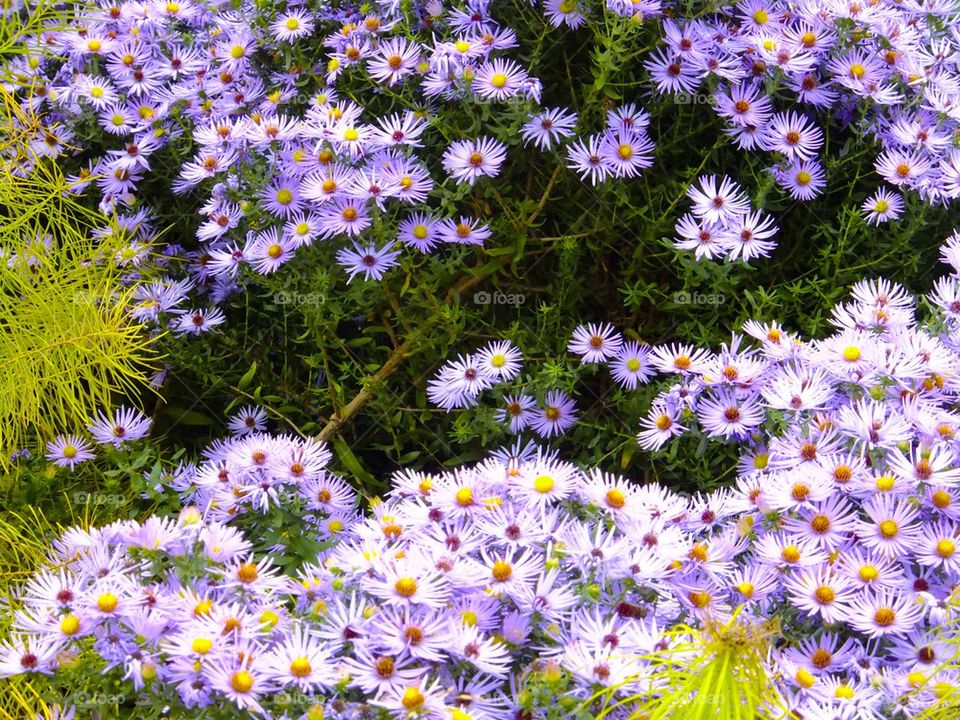 NEW YORK CITY HIGH LINE PARK PURPLE FLOWERS