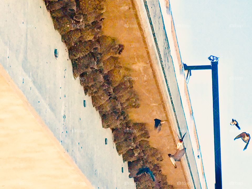 Swallows in flight and nests under bridge 
