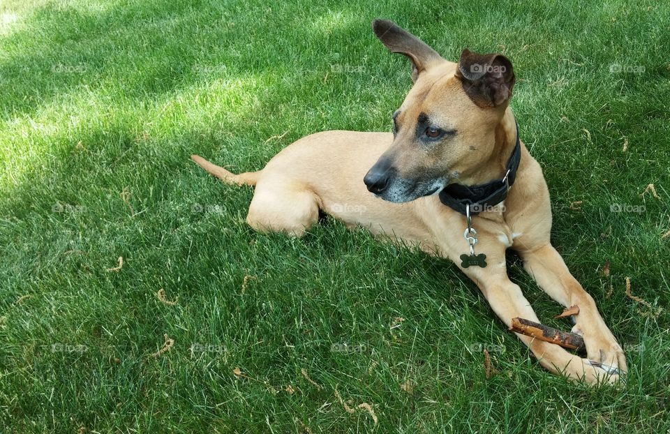 Lucy's World . Playing with found stick