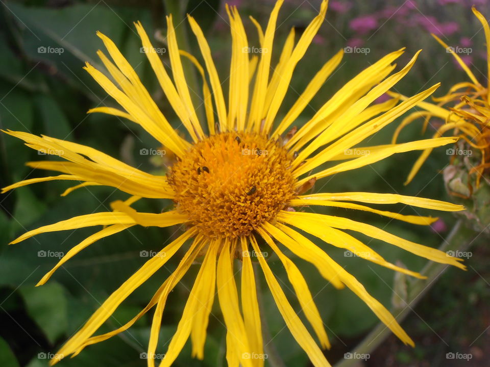 Yellow Cultivated Daisy Flower
