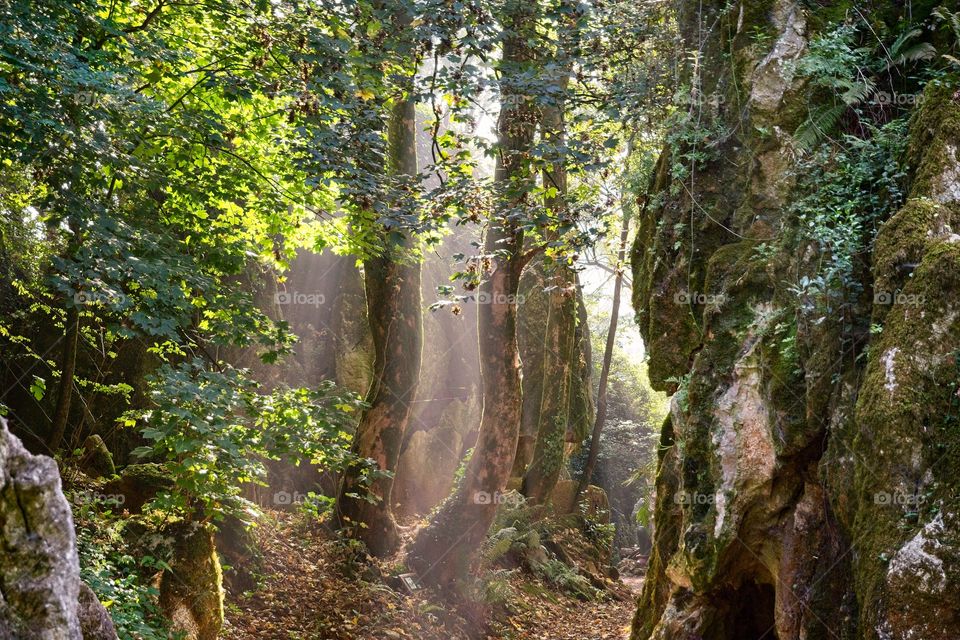 Sunlight coming through the trees in a forest