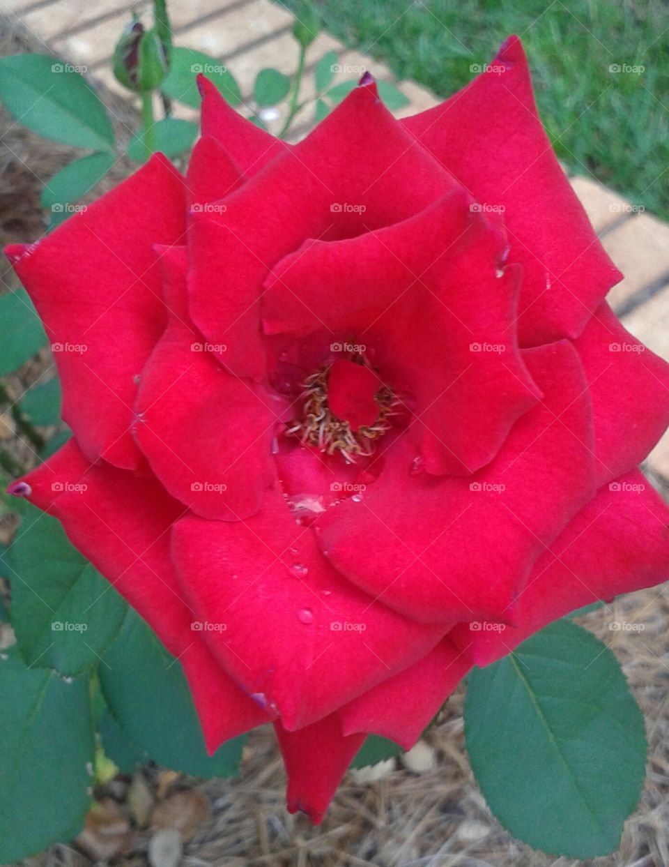 rouge rose