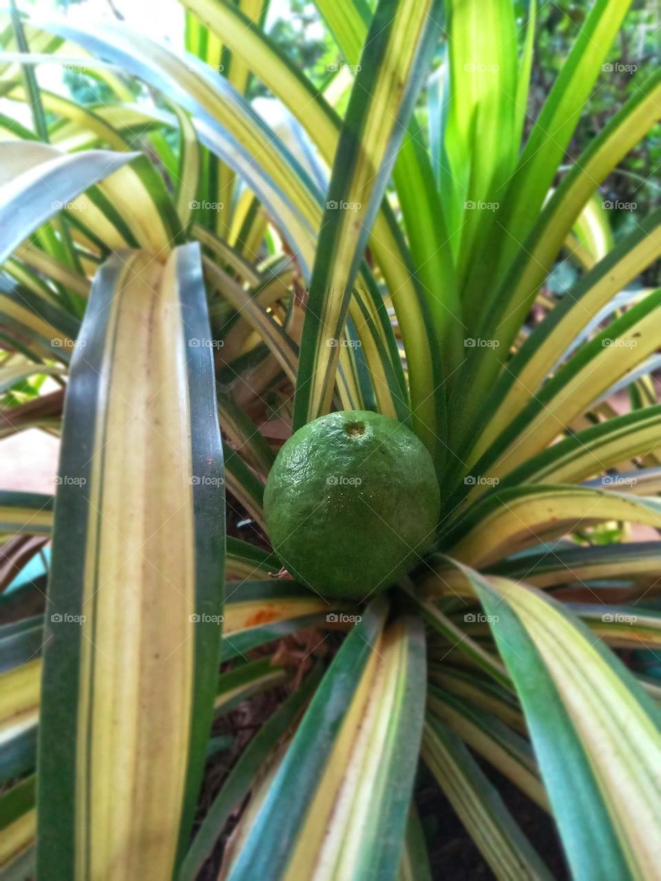 a plant in our garden