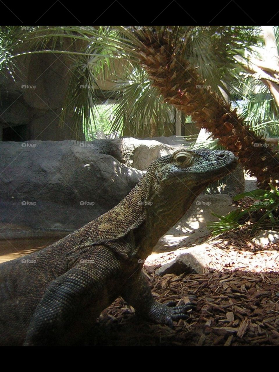 Komodo  Dragon