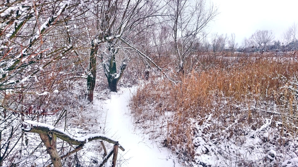 Winter path