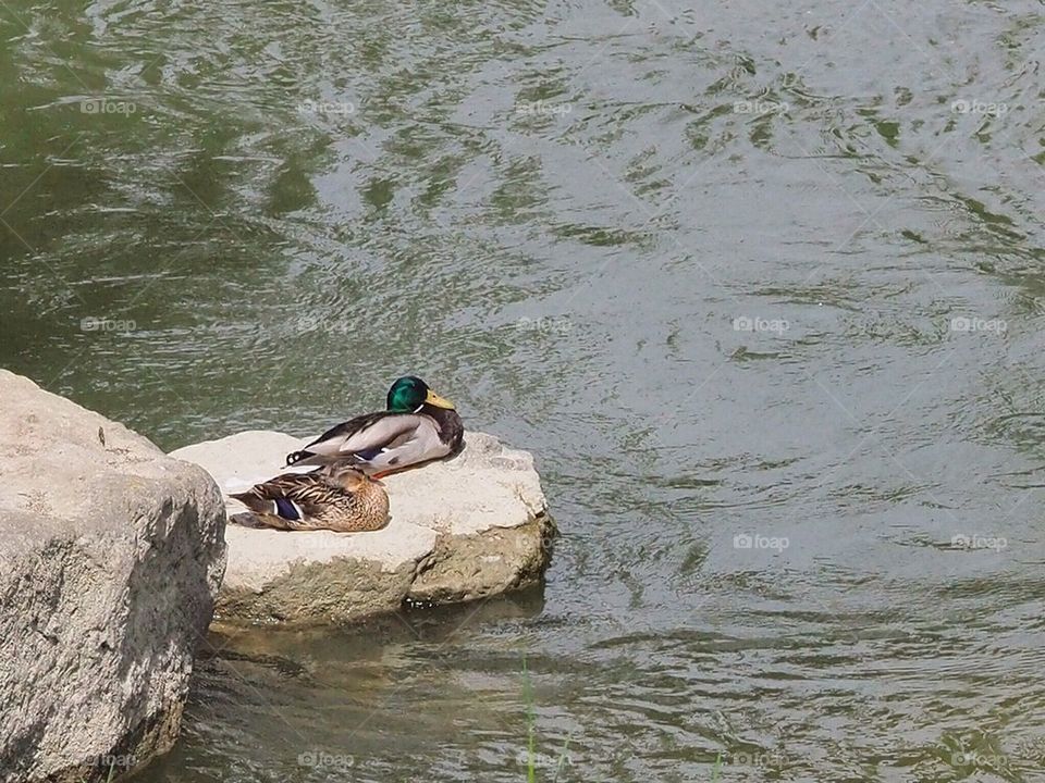 Resting ducks