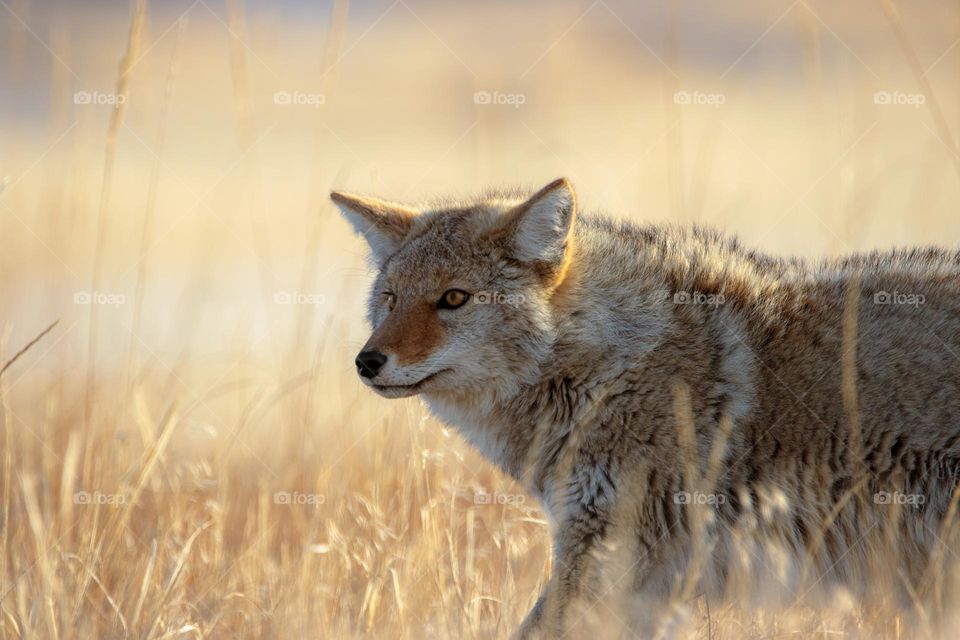 Wilderness wildlife american coyote jackal prairie wolf brush wolf tall grass yellow tones dangerous pup great outdoors Wyoming Mother Nature amateur no people wild dog animal photo photography day 