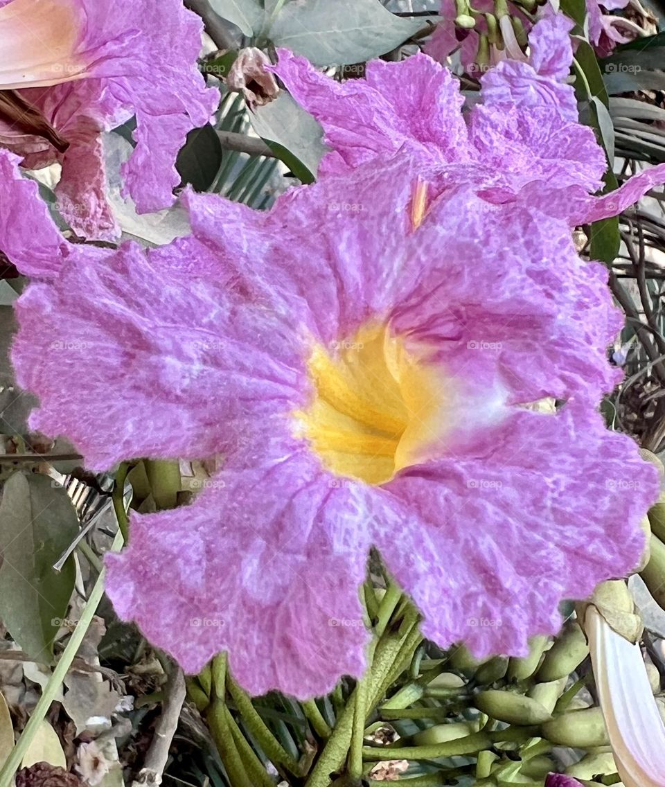 A Closer Look At Tabebuia Rosea