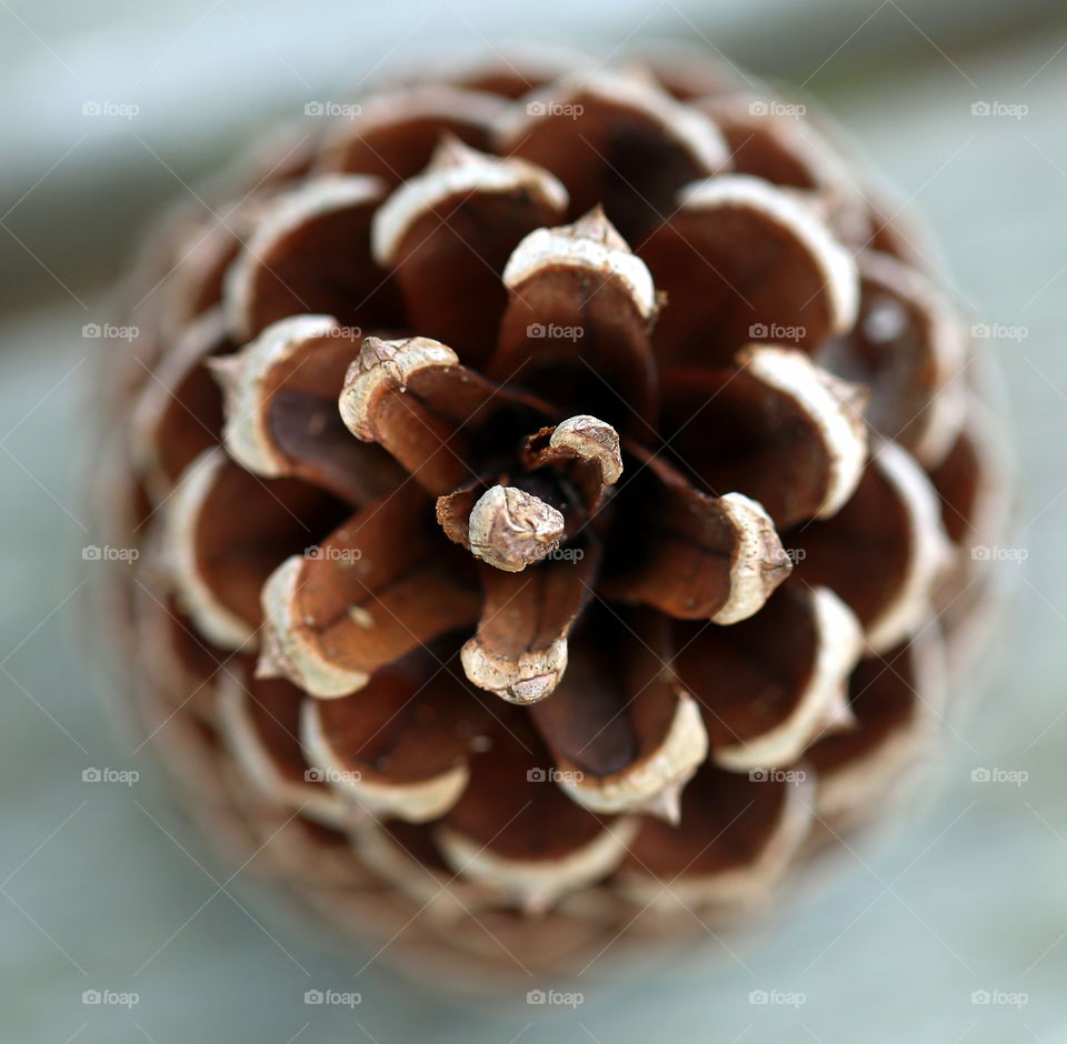 A view of pine cone from the top with great detail in macro setting
