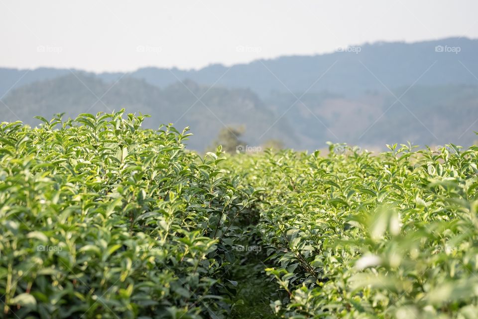 Tea plantation view