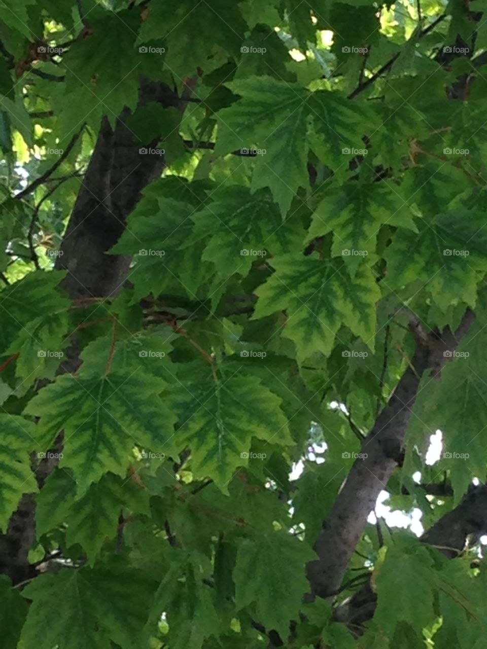 Tree leaves have two tones of green.