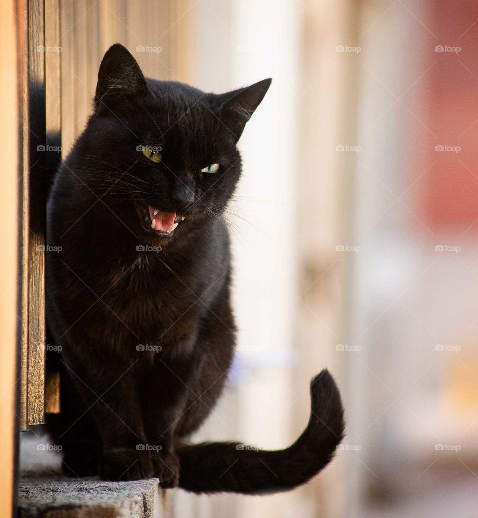 black cat on the fence