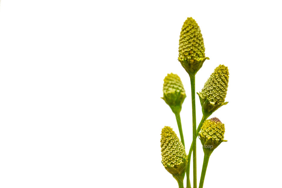 Toothache plant flowers on white background