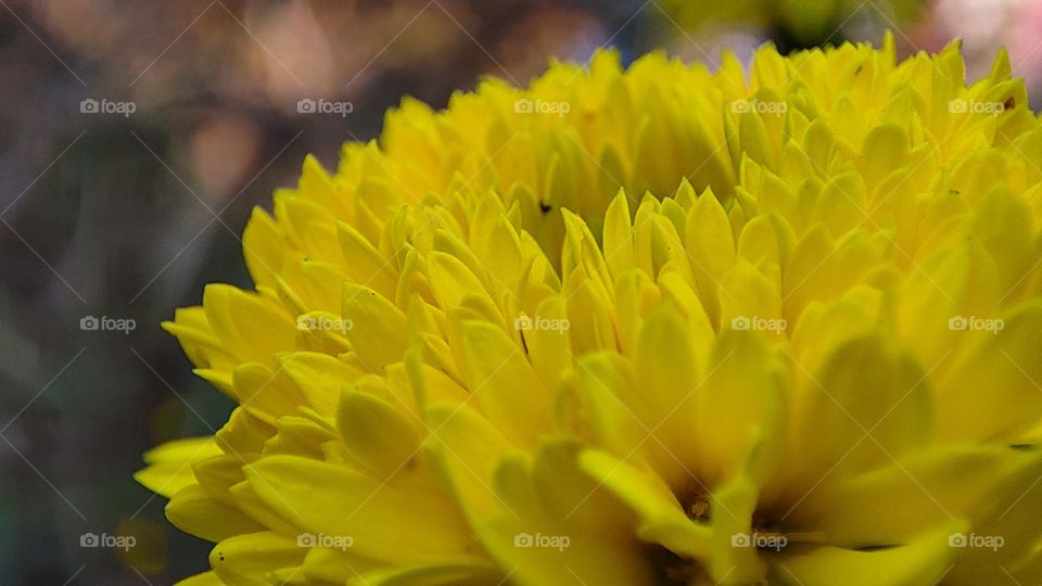 beautiful yellow flower macro