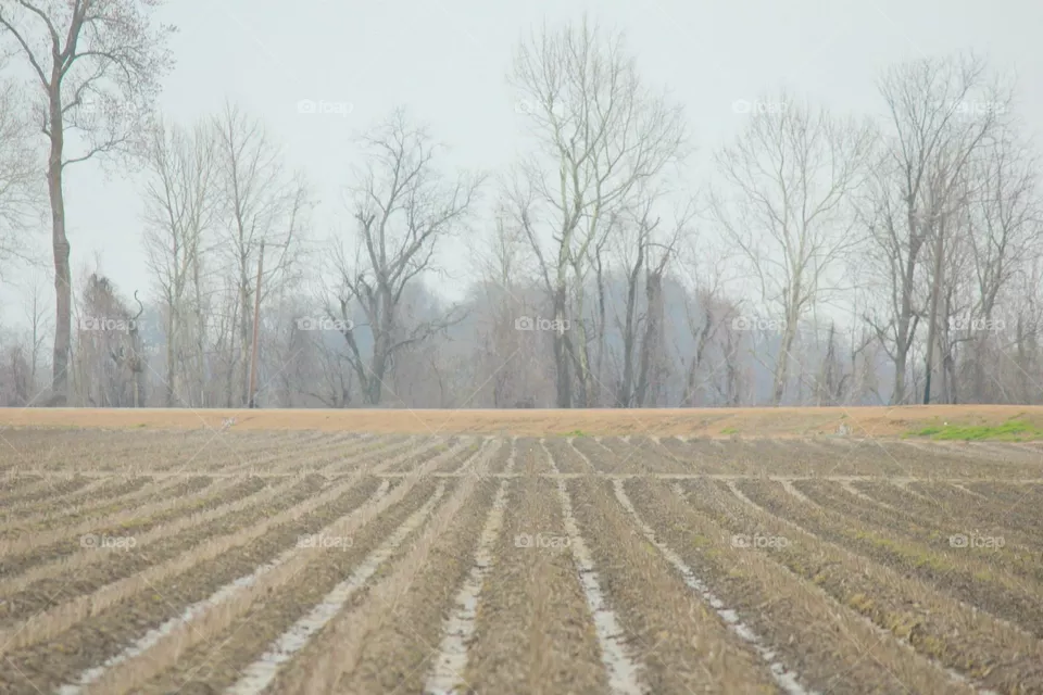 Rows