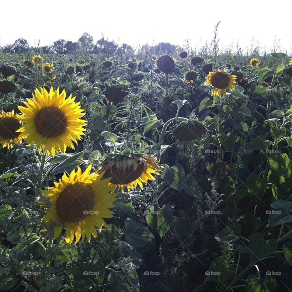 Sunflowers field summer