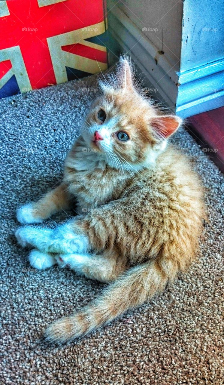 union cat. best of British 