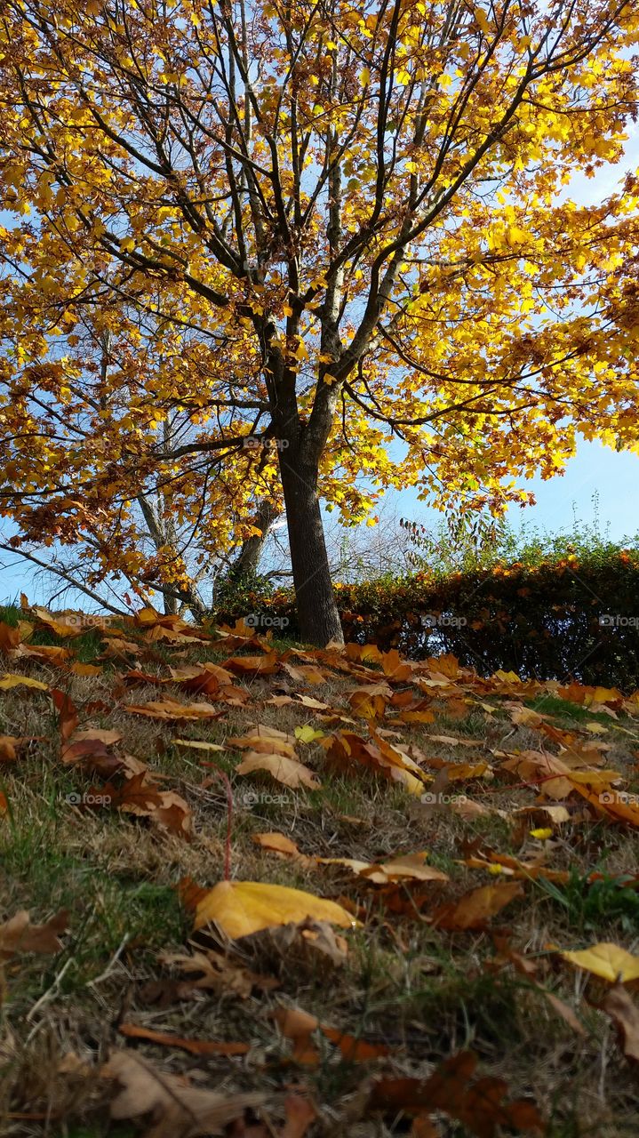 Fall, Leaf, Tree, Season, Nature