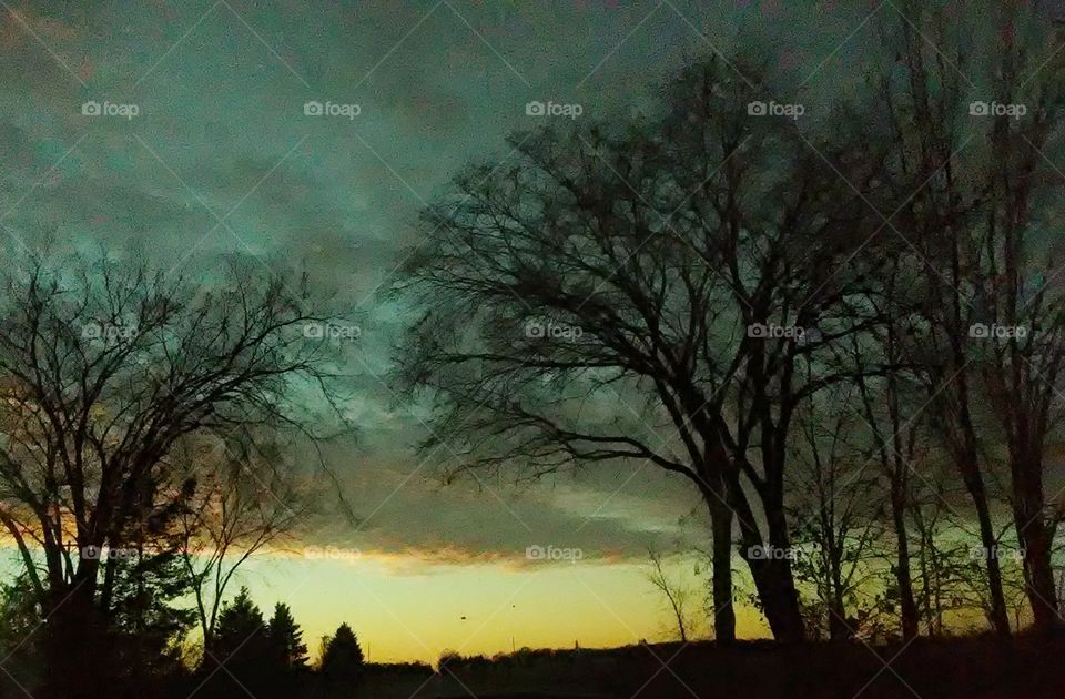 backlit winter trees in sunset