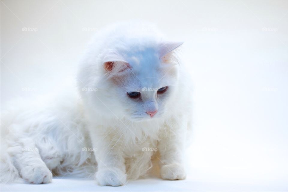 White Norwegian forest cat