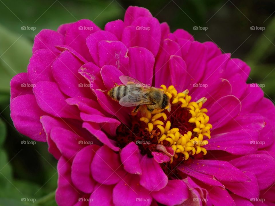 Bee Pollinating A Purple Flower