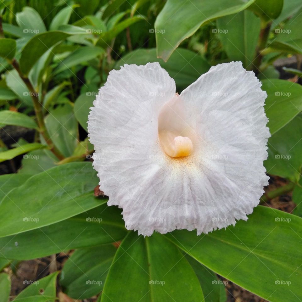 White flower on the yard