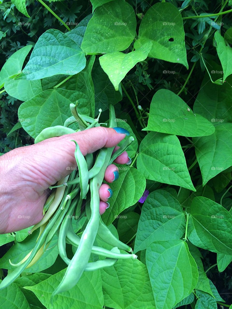 Snow peas and green beans. 
Fresh out of the garden!
