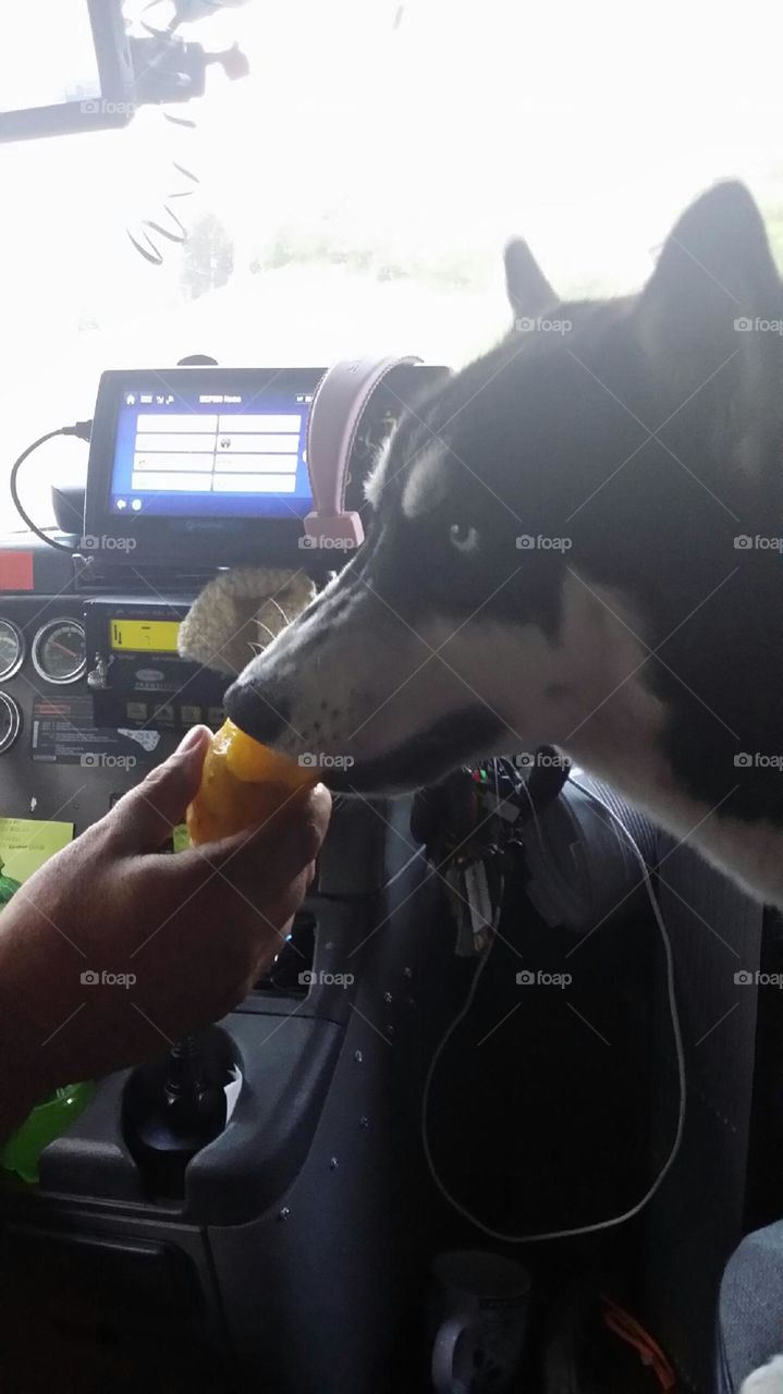 pickle eating dog. my son's puppy wanted a taste.