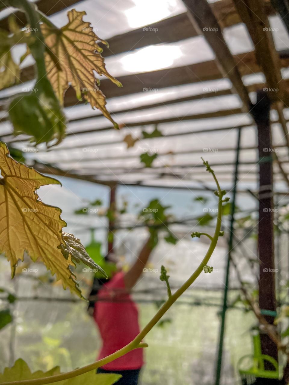 Our small grape farm at the backyard