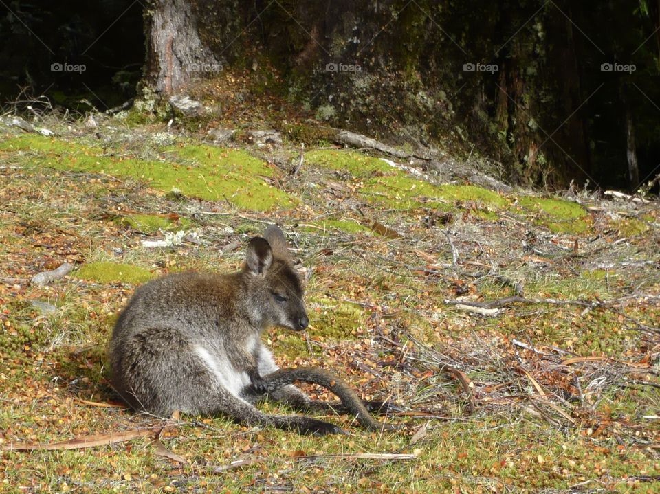I was travelling Tasmania long time ago and saw a lovely wildlife animal. I’m not sure she’s a kangaroo or not, but so cute. 
