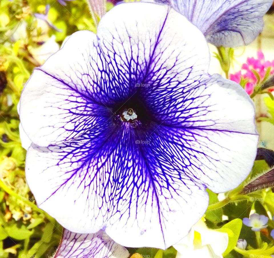 Gorgeous Petunia